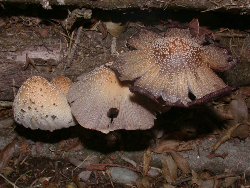 Coprinus